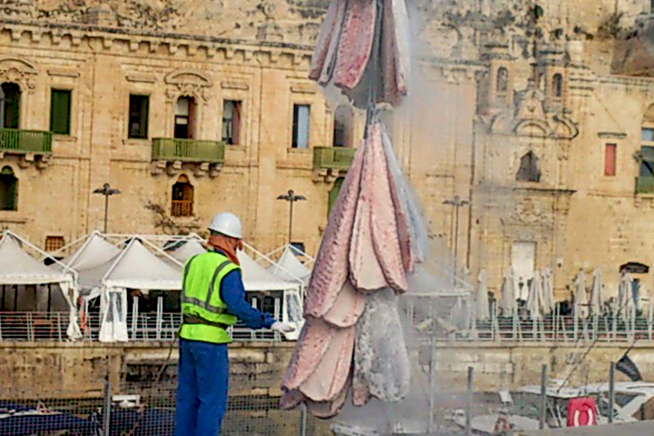 トルコ産蓄養本マグロ