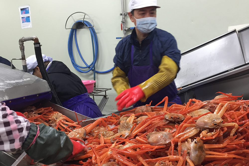 韓国産ベニズワイガニ